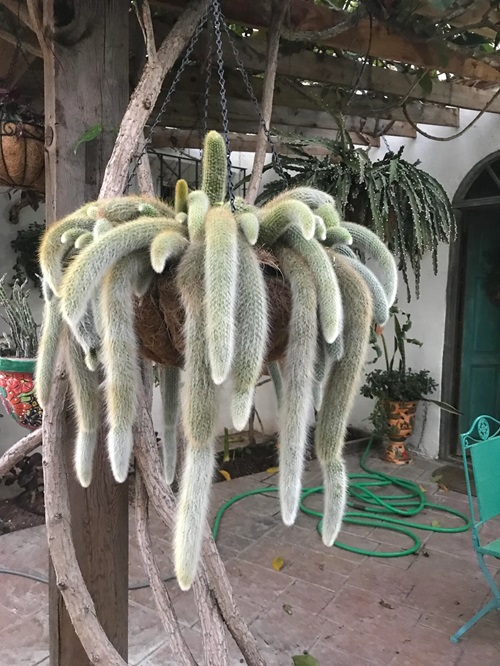 Hanging Cactus