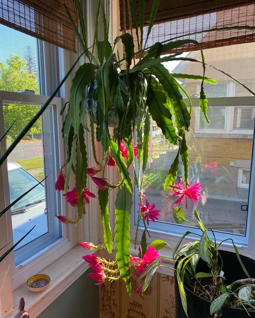 hanging orchid cactus