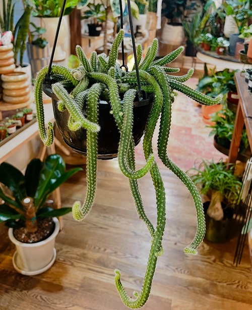peanut cactus hanging