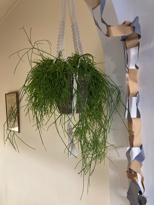 hanging pencil cactus