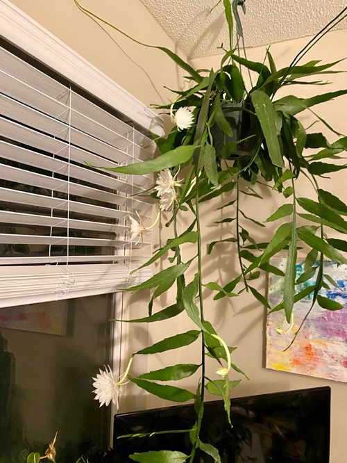 types of hanging cactus plants