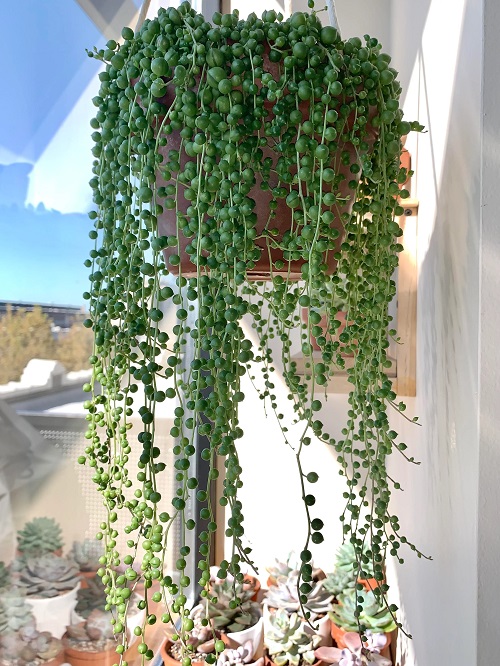 String of Pearls