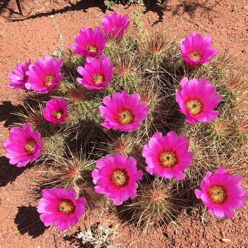 StrawberryHedgehogCactus