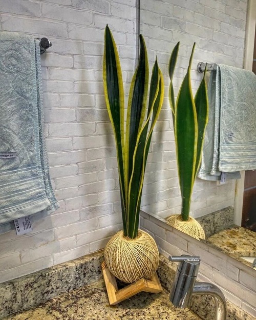 Best Display Your Snake Plant at Home 3