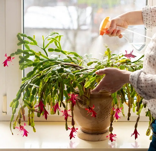 fertilize Christmas Cactus 