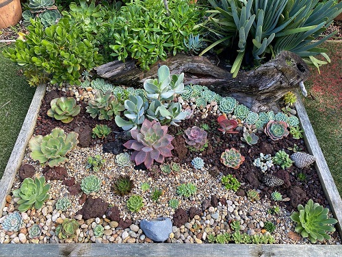 Best Succulent garden bed ideas  2