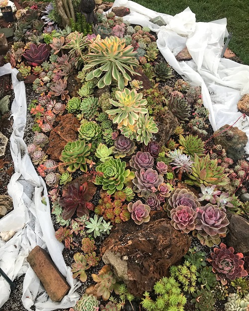 Best Succulent garden bed ideas  4