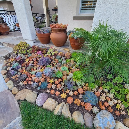 Succulent garden bed ideas 1