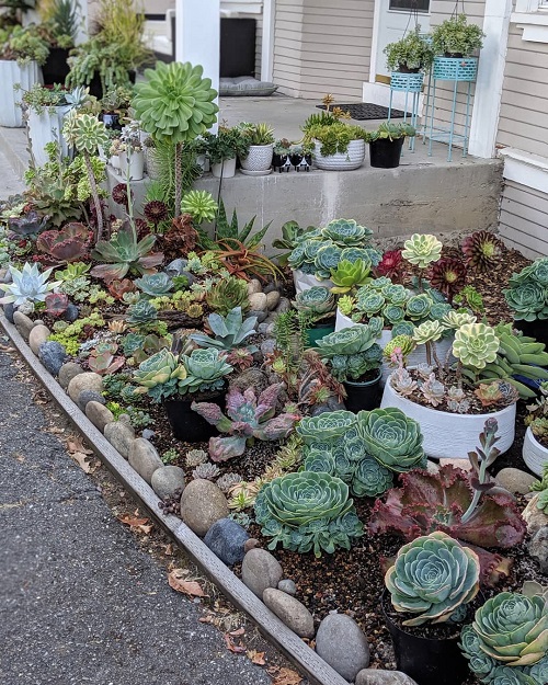 Best Succulent garden bed ideas 1