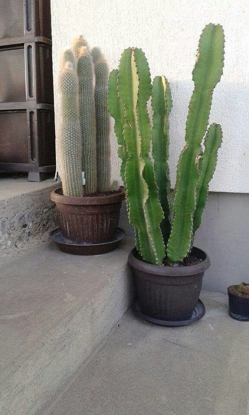 New Cactus arrangement Ideas  5