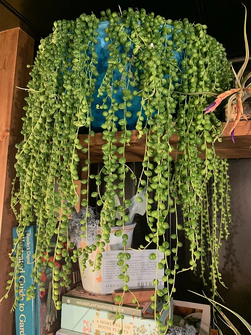 String Succulents 2