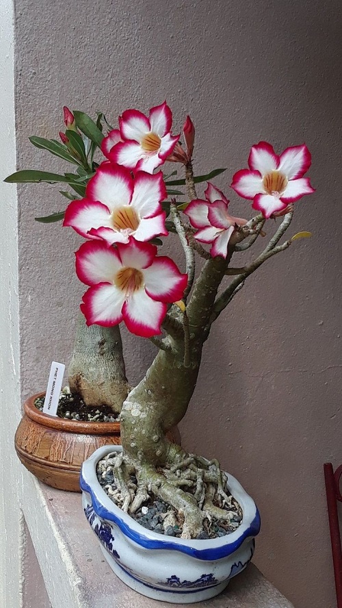 Best Adenium Varieties 5