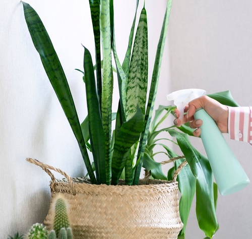 watering snake plant