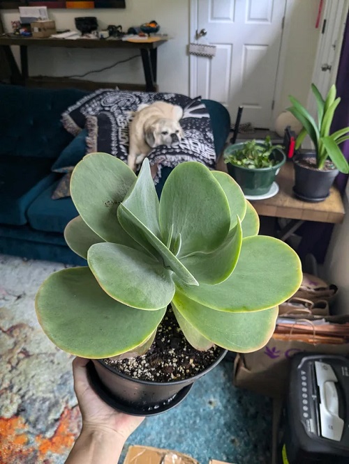 Paddle Plant in pot