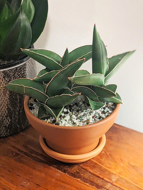 Sansevieria 'Samurai' information