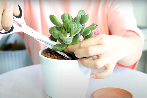 Bear paw succulent 6