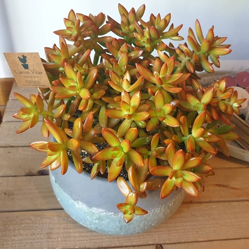 Trailing Golden Sedum