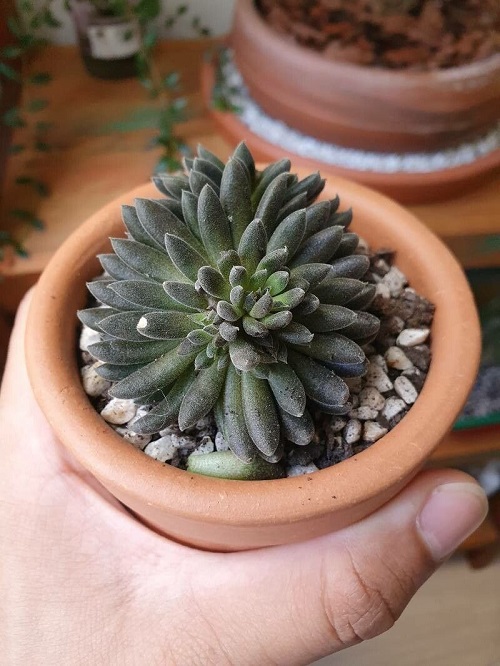 Trending Unique Shape Succulents 4