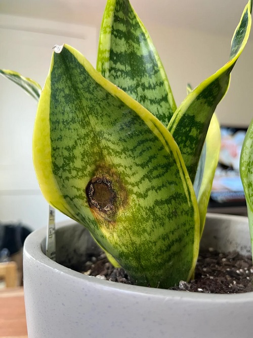 Should You Mist Your Snake Plant 2