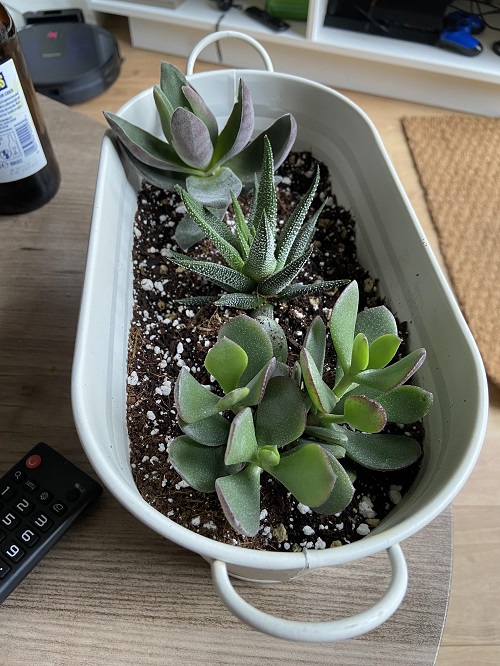 Succulent planters ideas 1