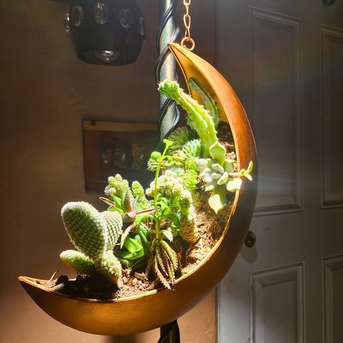 New Succulent planters ideas 3