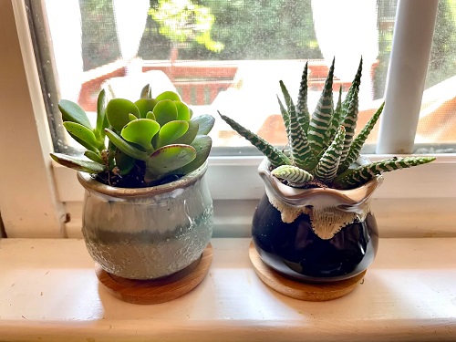 Succulent planters ideas 2