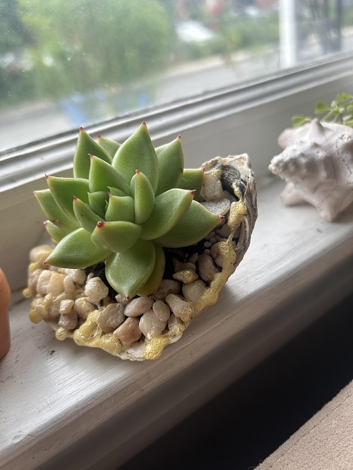 Inspiring Succulent planters ideas 1