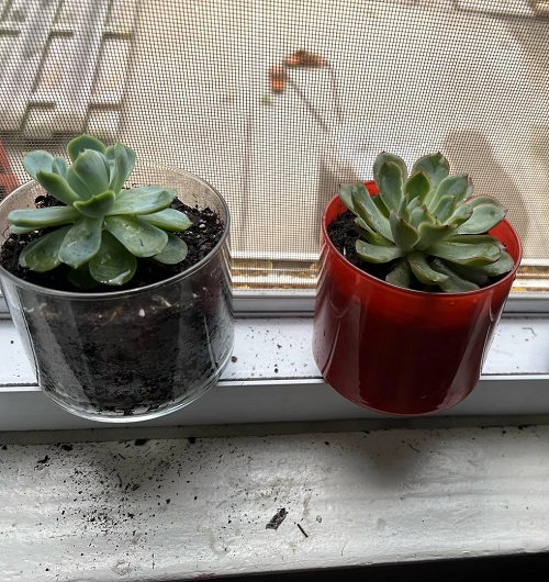 Inspiring Succulent planters ideas 2