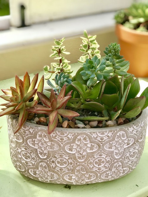 Trending succulent planters idea 5