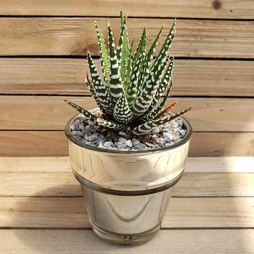 Trending succulent planters idea 2