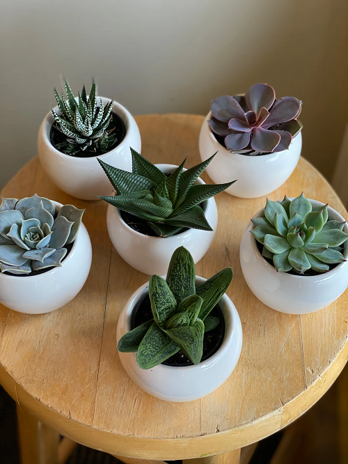 Succulent planters ideas 3