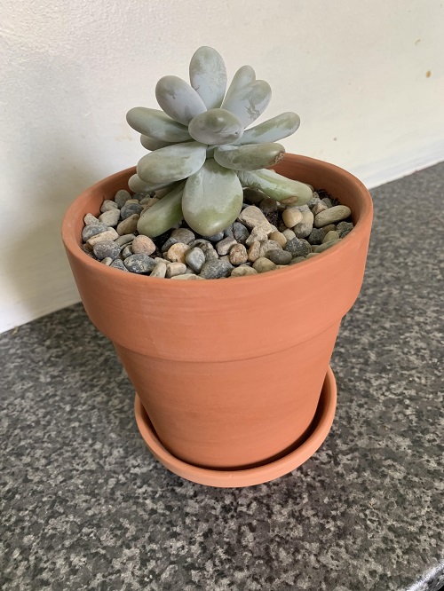 Succulent planters ideas 4