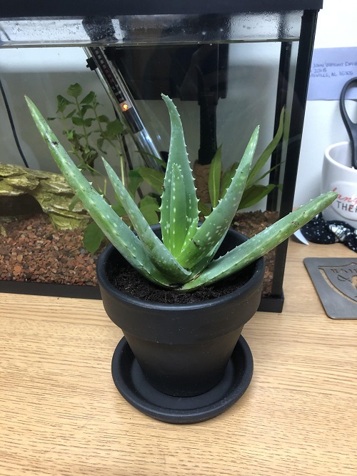 Succulent planters ideas 5
