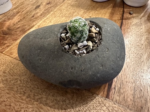 Best Succulent planters ideas 1