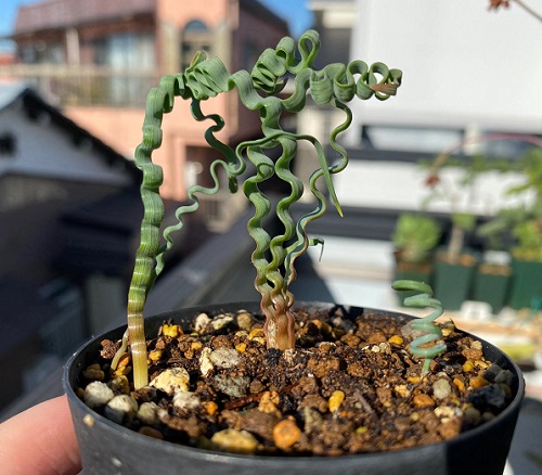 Unique Shape Succulents 2