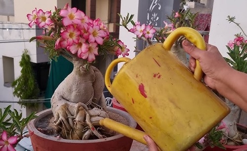 Adenium Bloom Like Crazy watering