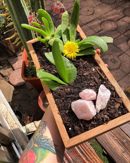 Glottiphyllum longum Care Guide