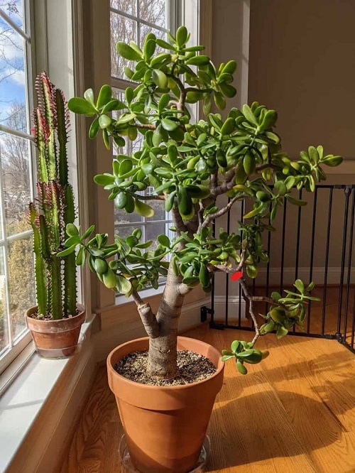 Jade Plant’s Leaves  2