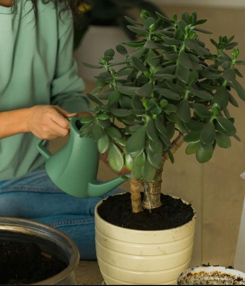 How to Grow the Tallest Jade Plant 7