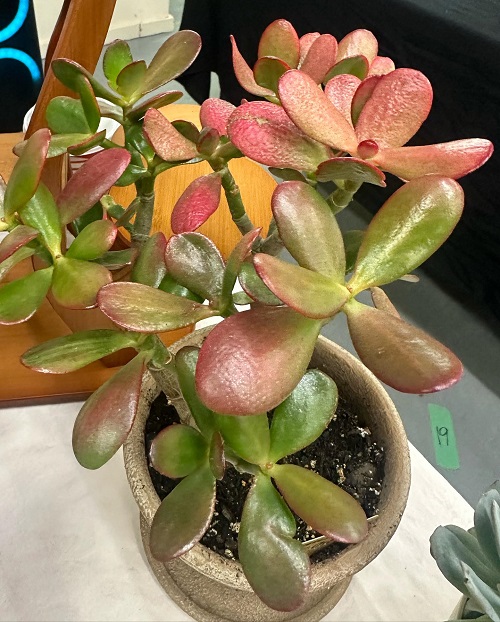 Jade Plant&rsquo;s Leaves  1