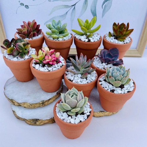 little clay pots for mini succulent arrangements