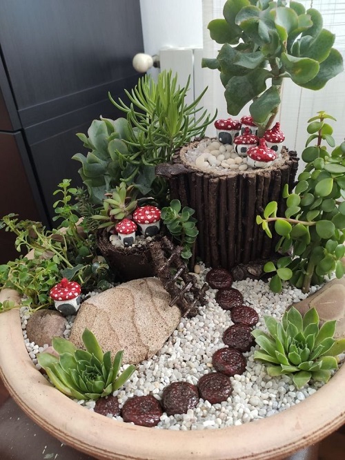 mini succulents to keep home refreshed