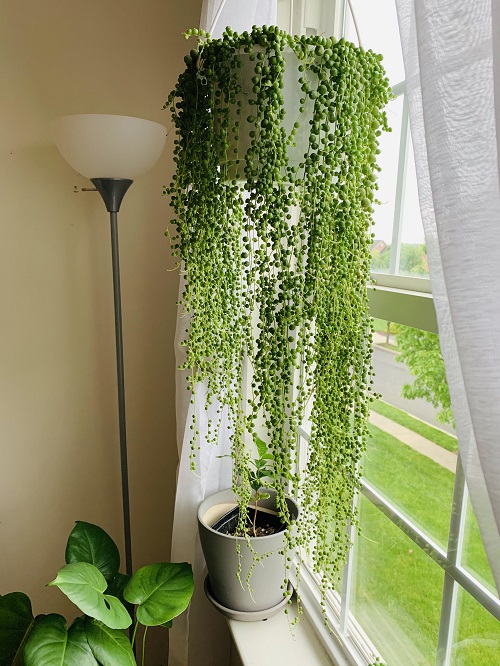 String of Pearls 3