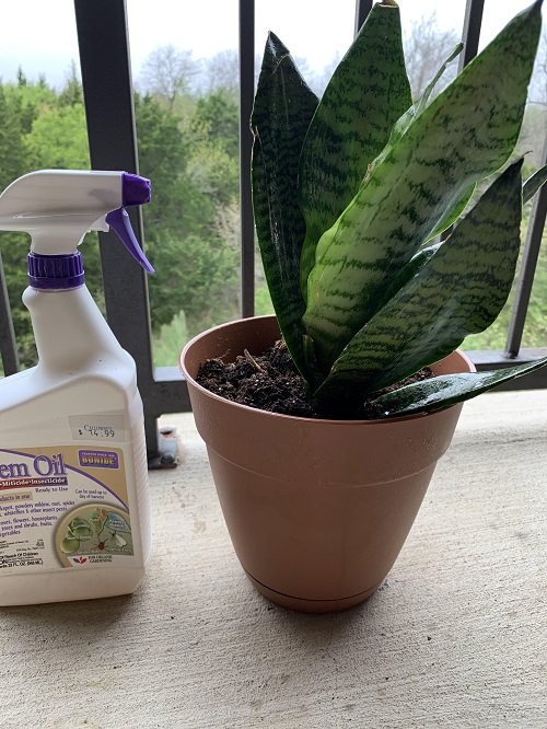Fertilize a Snake Plant Without Killing It 1
