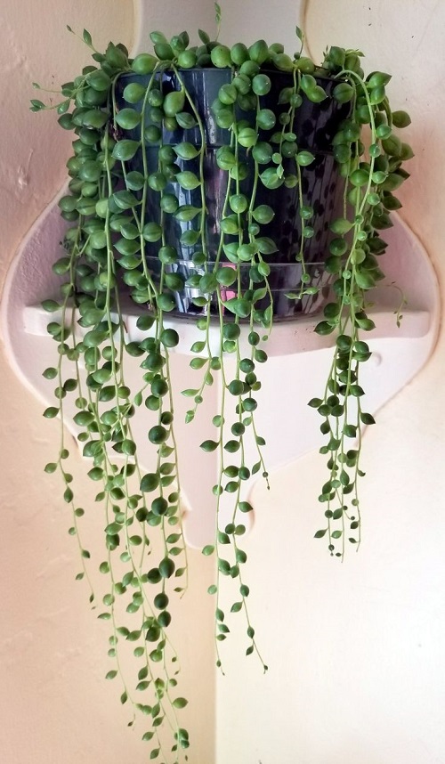 Best succulent look Like Jewelry Strings 