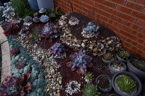 New Succulent garden bed ideas 4