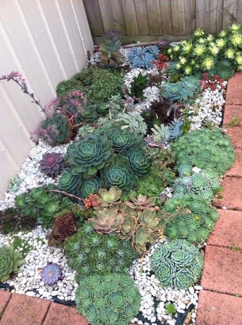 Top Succulent garden bed ideas  2