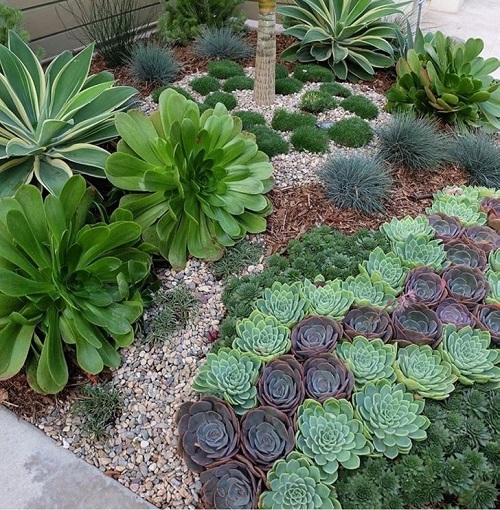 Top Succulent garden bed ideas 1