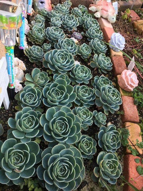 Top Succulent garden bed ideas 3