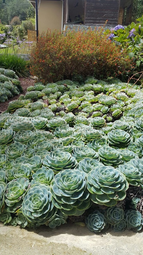 Top Succulent garden bed ideas 4